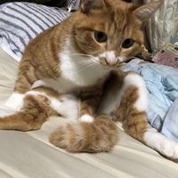 だんご