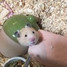 おそい