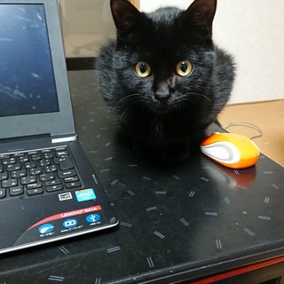 元気な男の子の里親さんになってください！