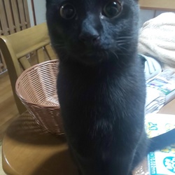 エコーできた。