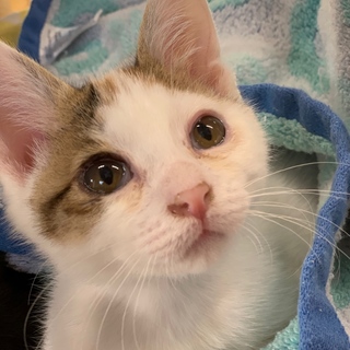 ありがとうございます