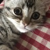 とみ
