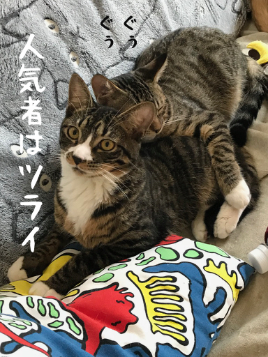 9ヶ月くらい　手袋男子　モックン サムネイル7