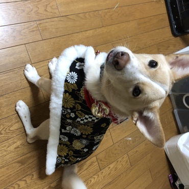 お正月準備