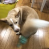 誰だー。立派な尻尾に変な物ぶら下げたのー！