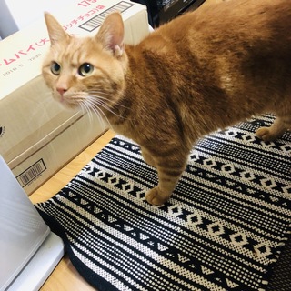 人懐っこい茶トラさん♪