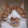 たものすけ