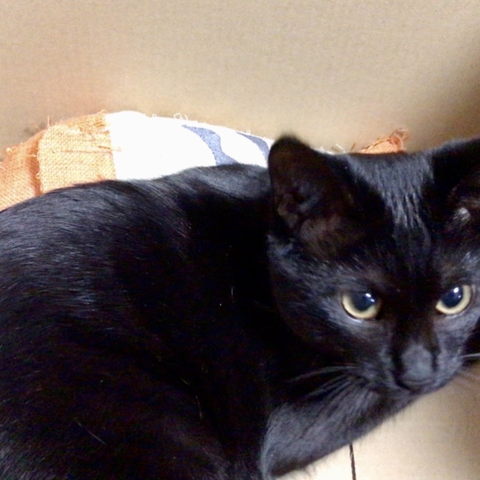 薫のカバー写真