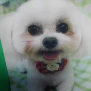 里親決まりました