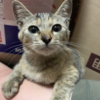 さくら