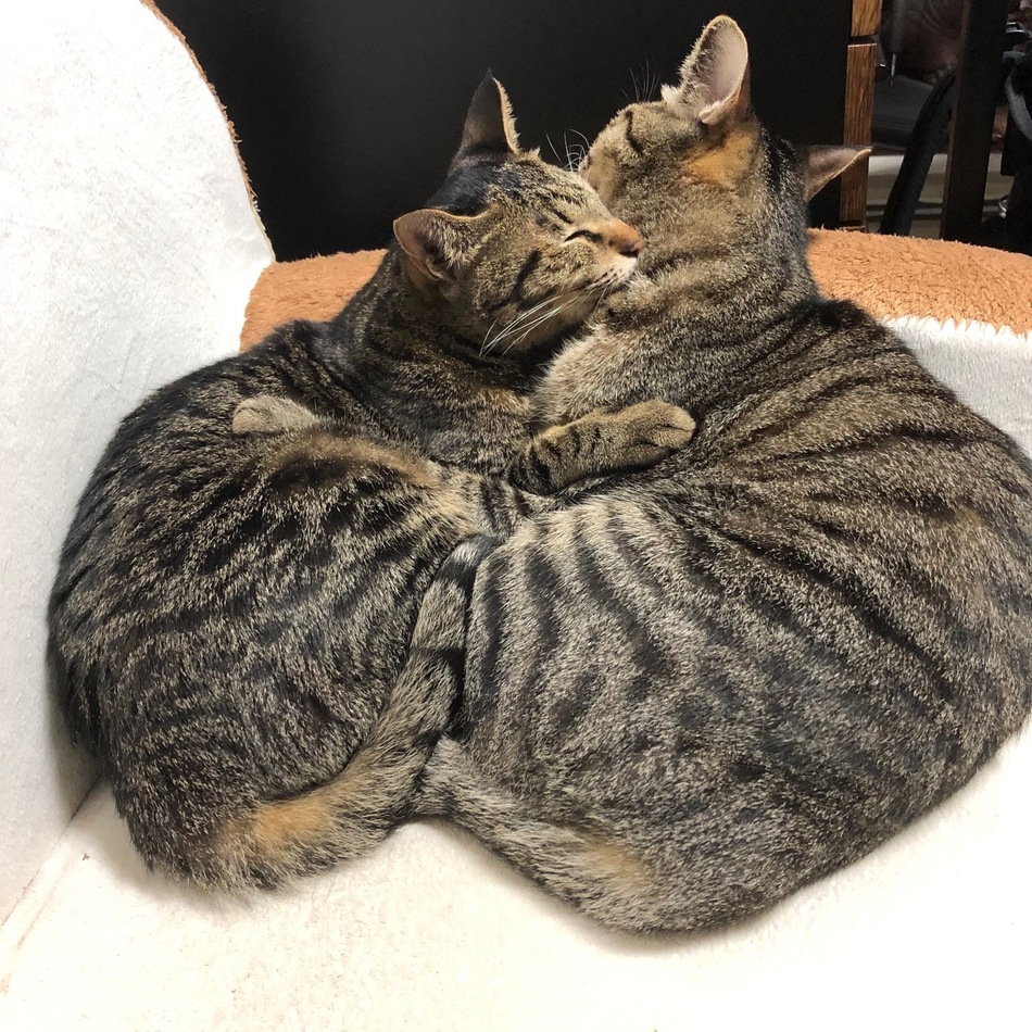 トロのカバー写真