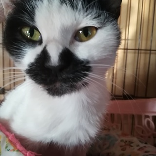 不思議の国の「アリスちゃん」