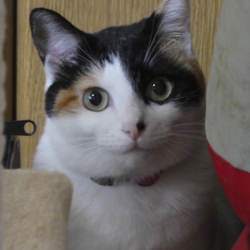 ミッケのおしゃべり