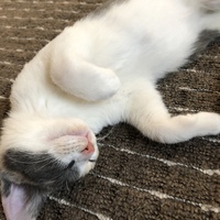 音々