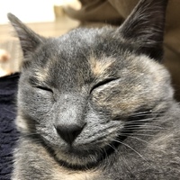 楽々