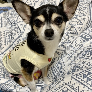 推定7-9歳　チワワ　里親募集