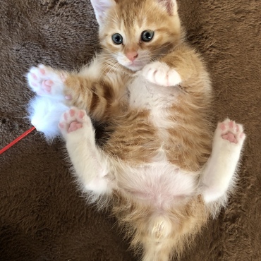 だっこかな？
