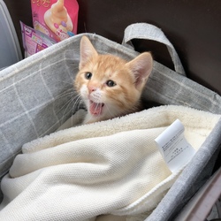 新しい家族をお迎えしました♪