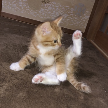 ヨガのポーズ