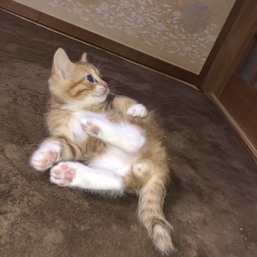 ヨガポーズ続