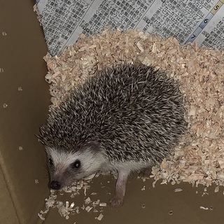 ハリネズミの里親募集してます