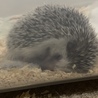 ハリネズミの里親募集してます サムネイル2