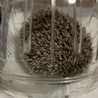 ハリネズミの里親募集してます サムネイル3