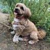 ムギポニョ