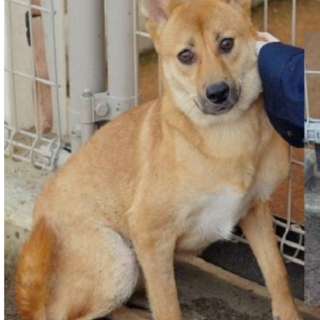 《ここからだして》お家が欲しいおかだ君10ヶ月　