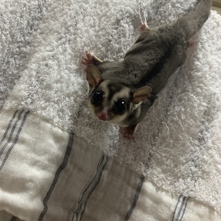 フクロモモンガ 男の子 脱嚢後6ヶ月