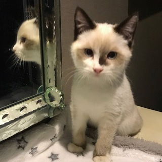 おうちが決まりました／シャム系子猫