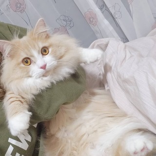 短足長毛マンチカンくん