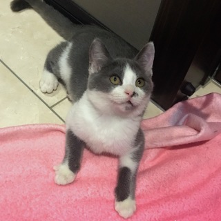 おうちが決まりました／グレーハチワレ女の子猫