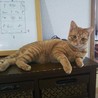 募集終了:先住猫さんがいるおうちが良いちゃりくん サムネイル2