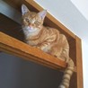 募集終了:先住猫さんがいるおうちが良いちゃりくん サムネイル4