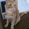 募集終了:先住猫さんがいるおうちが良いちゃりくん サムネイル3