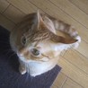 募集終了:先住猫さんがいるおうちが良いちゃりくん サムネイル7