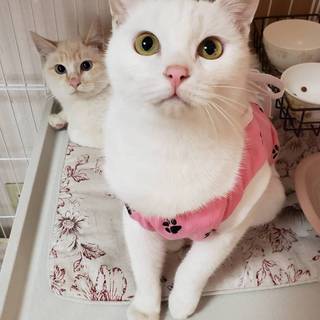 真っ白 甘えん坊の女の子 動画あり