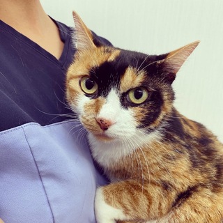 推定3歳　落ち着いた猫ちゃん