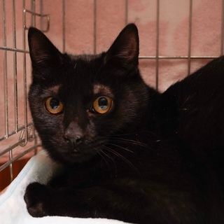 黒山君　5ヶ月　少し怖がりです。お見合い可能❣️