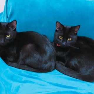 綺麗な黒兄弟です