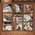 猫カフェ破綻　猫を助けてください！！