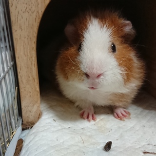 男の子のテディモルモット（交渉中）