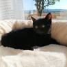少しシャイな黒猫君 サムネイル2