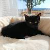 少しシャイな黒猫君 サムネイル3