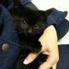 少しシャイな黒猫君 サムネイル4