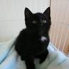少しシャイな黒猫君 サムネイル5