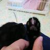 少しシャイな黒猫君 サムネイル6