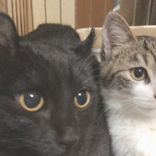 ありがとうございました