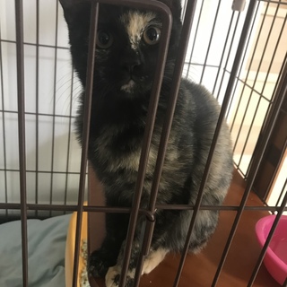 サビ猫の可愛い女の子